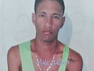 Male_stallion