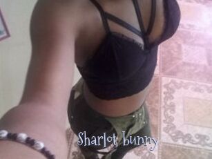 Sharlot_bunny