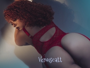 Venuscatt